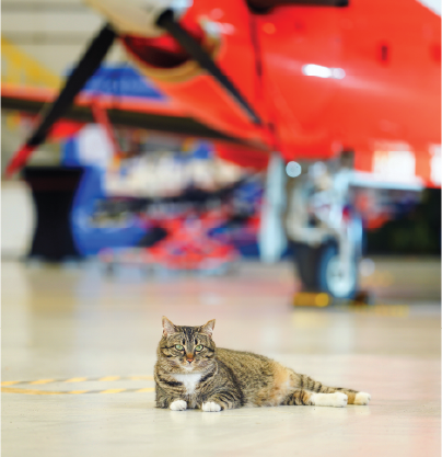 An image of Ornge Management member Zulu