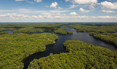 Trees with water