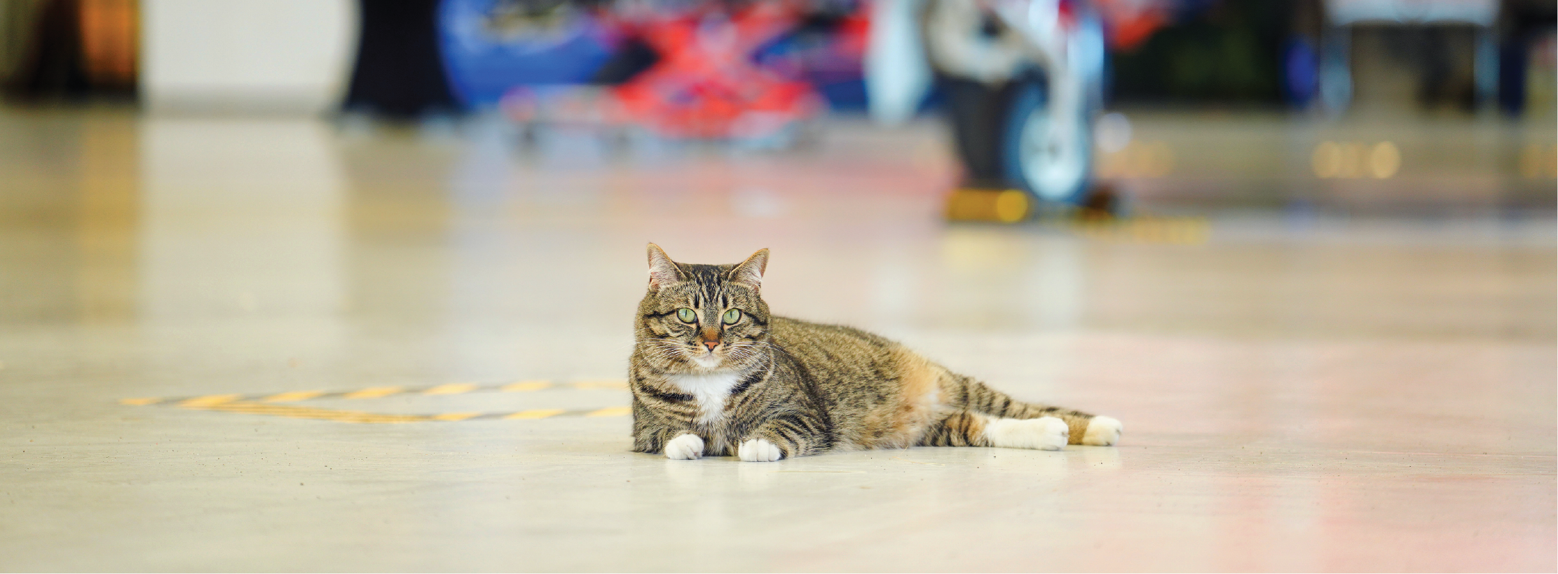 A cat sitting in front of an orange plane