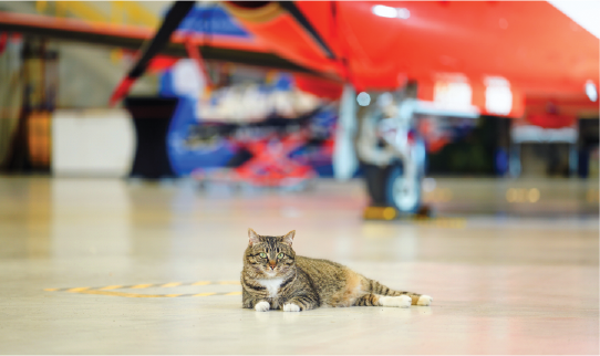 A cat sitting in front of an orange plane