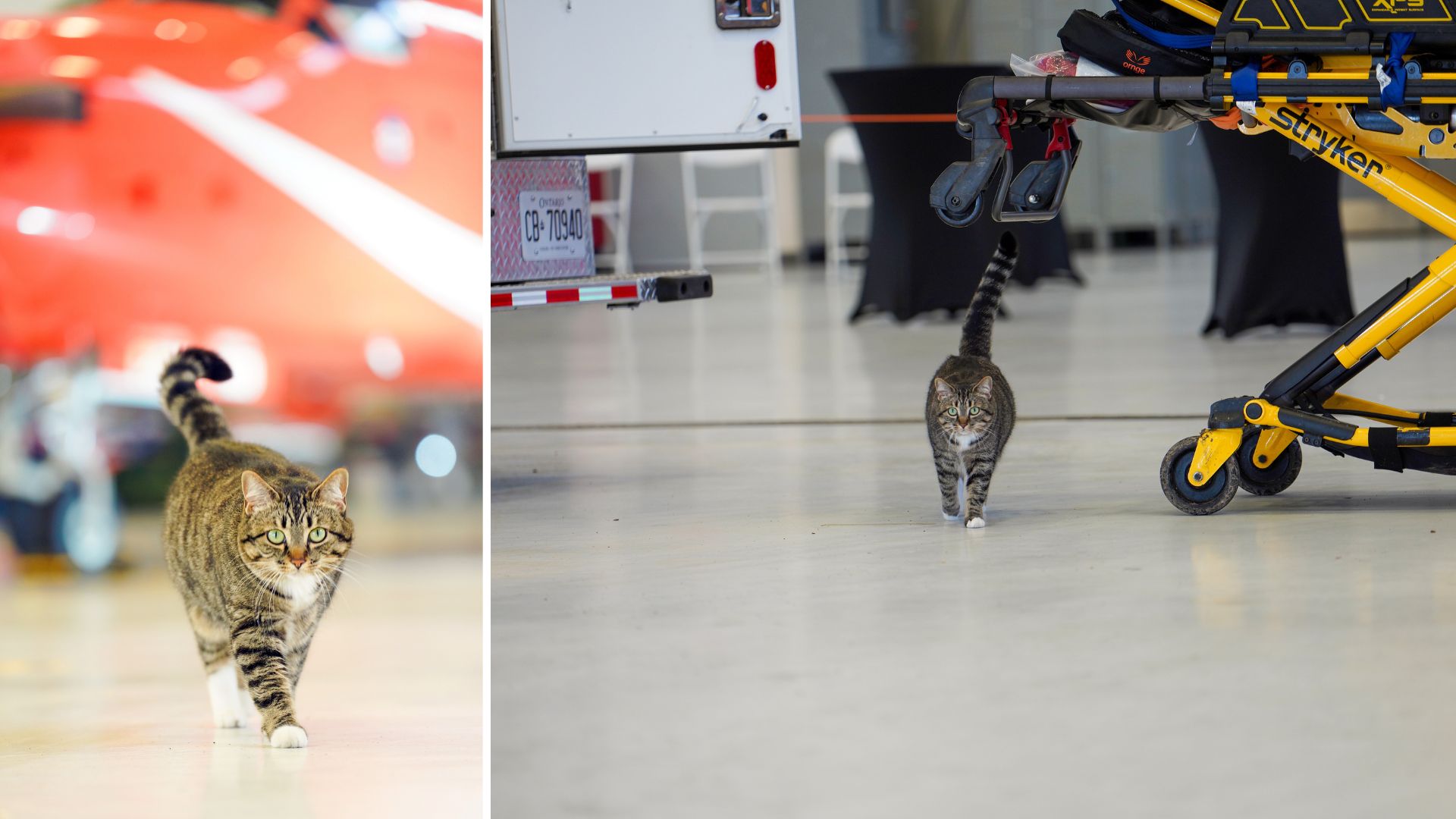 Zulu.jpg A cat in front of an orange plane and a stretcher